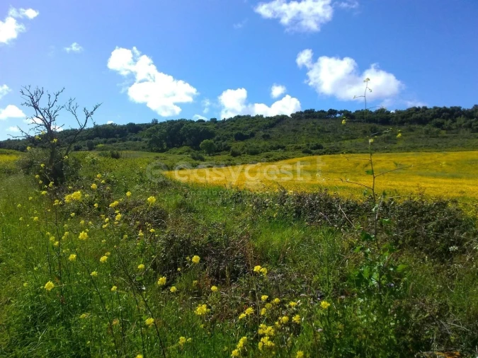Terreno Agricola ou Rústico para Venda em Almargem do Bispo, Pêro Pinheiro e Montelavar Foto 19