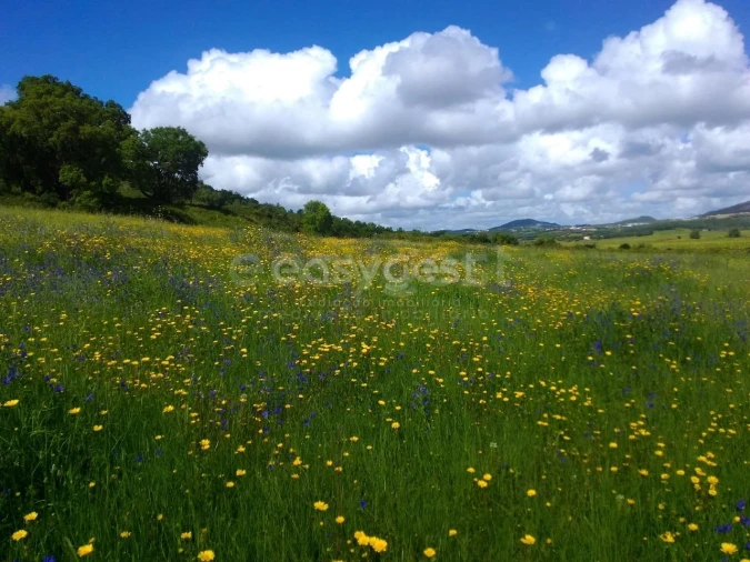 Terreno Agricola ou Rústico para Venda em Almargem do Bispo, Pêro Pinheiro e Montelavar Foto 25
