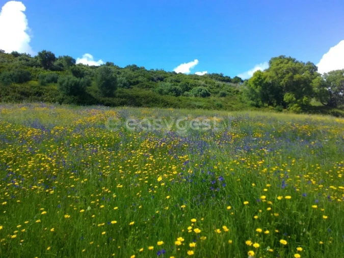 Terreno Agricola ou Rústico para Venda em Almargem do Bispo, Pêro Pinheiro e Montelavar Foto 27