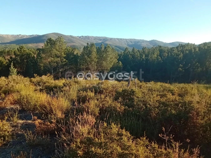 Terreno Misto para Venda em Souto da Casa Foto 33