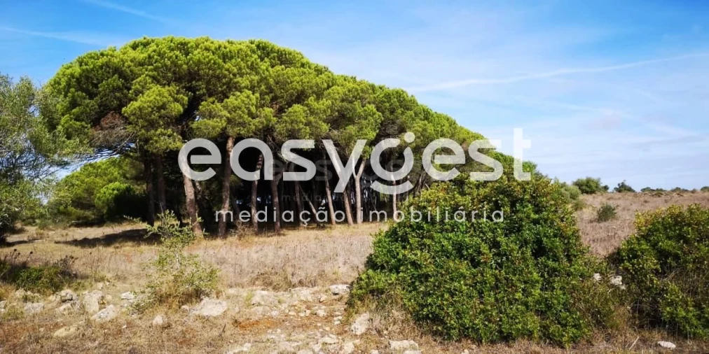 Terreno para Venda em Santa Maria e São Miguel, São Martinho, São Pedro Penaferrim Foto 3