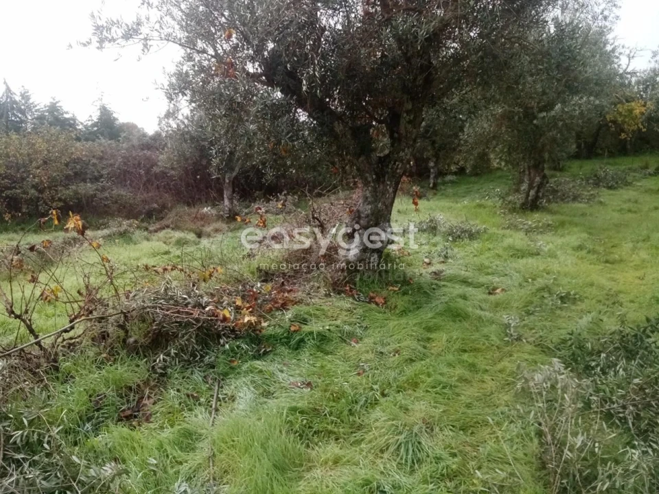 Terreno Agricola ou Rústico para Venda em Póvoa de Rio de Moinhos e Cafede Foto 4