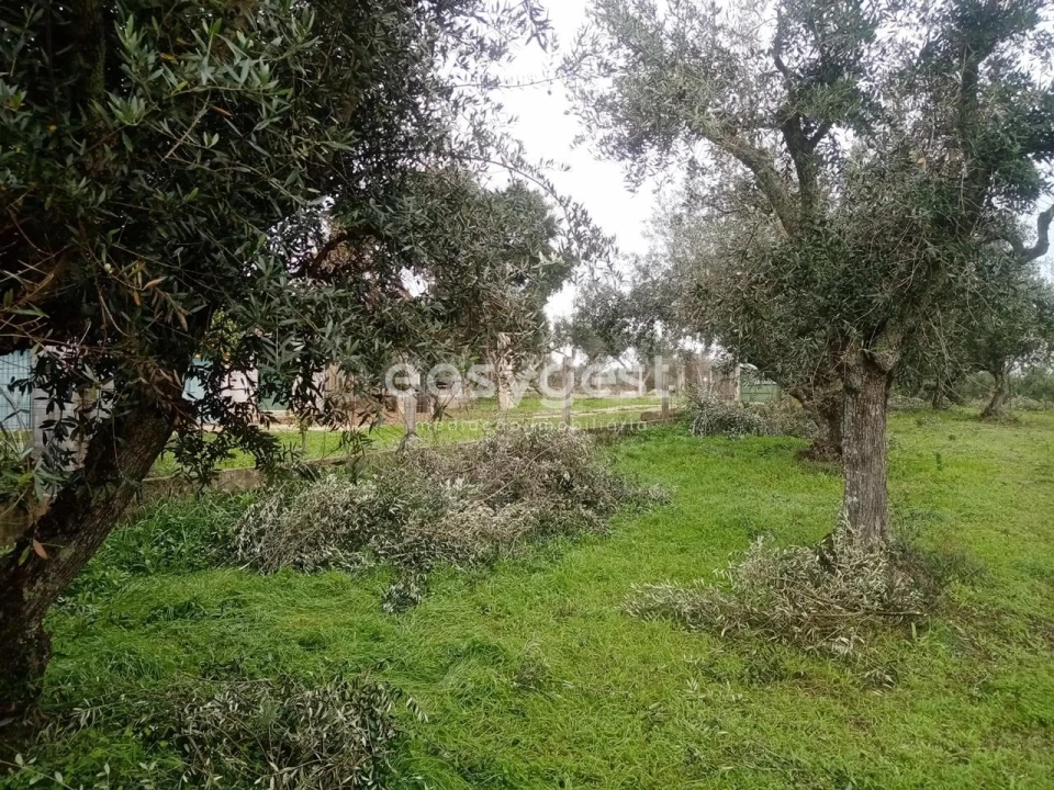 Terreno Agricola ou Rústico para Venda em Póvoa de Rio de Moinhos e Cafede Foto 7