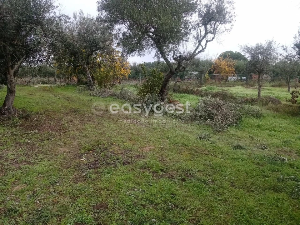 Terreno Agricola ou Rústico para Venda em Póvoa de Rio de Moinhos e Cafede Foto 11