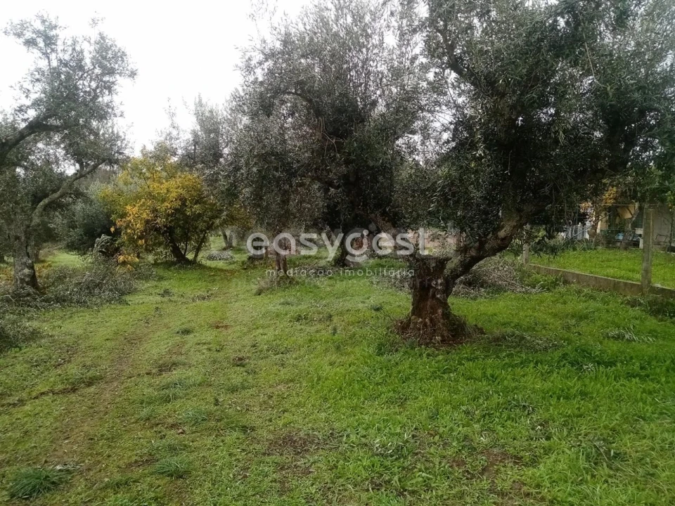 Terreno Agricola ou Rústico para Venda em Póvoa de Rio de Moinhos e Cafede Foto 12