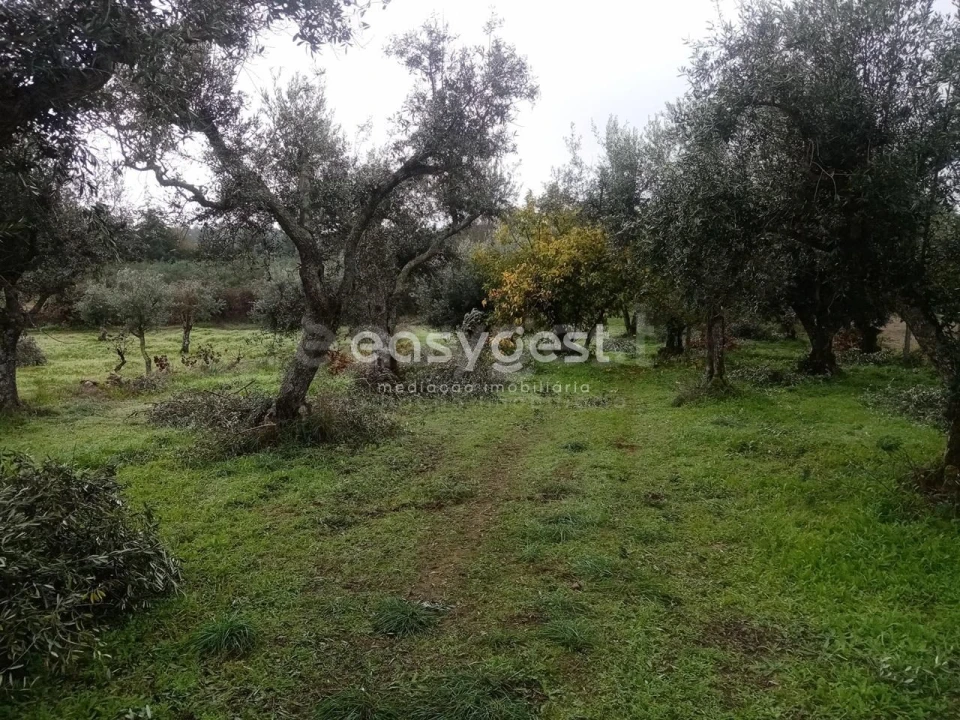 Terreno Agricola ou Rústico para Venda em Póvoa de Rio de Moinhos e Cafede Foto 13