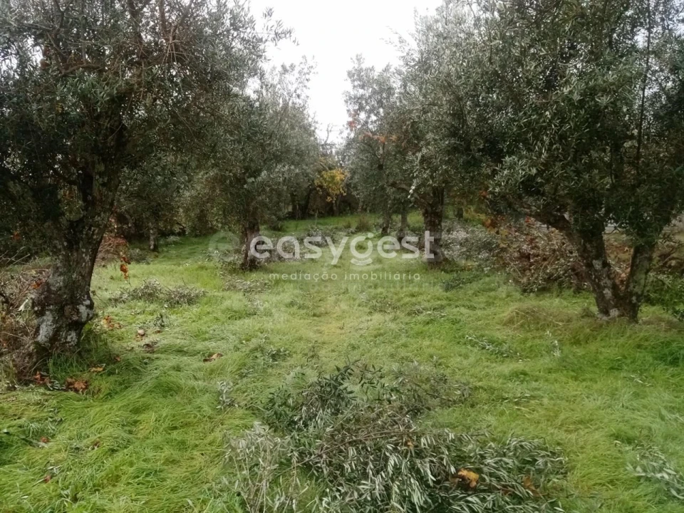 Terreno Agricola ou Rústico para Venda em Póvoa de Rio de Moinhos e Cafede Foto 19
