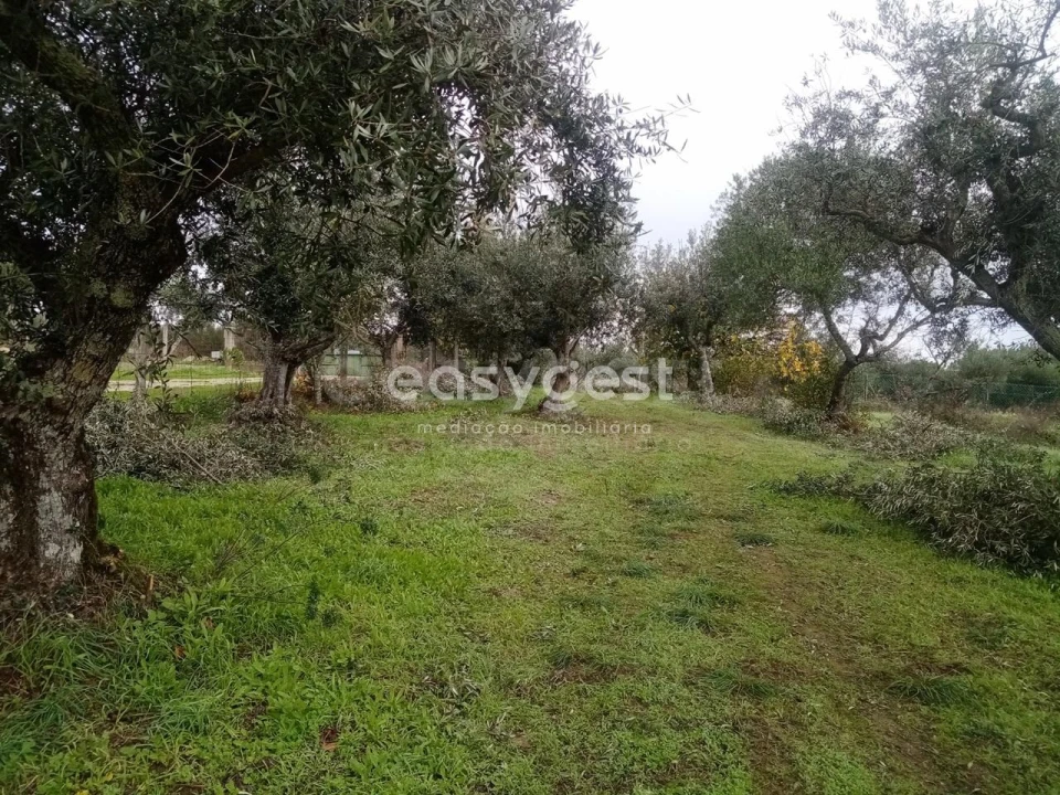 Terreno Agricola ou Rústico para Venda em Póvoa de Rio de Moinhos e Cafede Foto 20