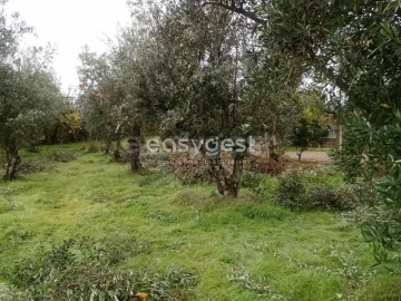 Terreno Agricola ou Rústico para Venda em Póvoa de Rio de Moinhos e Cafede