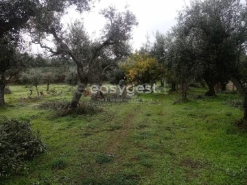 Terreno Agricola ou Rústico para Venda em Póvoa de Rio de Moinhos e Cafede