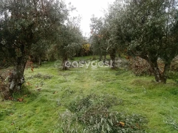 Terreno Agricola ou Rústico para Venda em Póvoa de Rio de Moinhos e Cafede