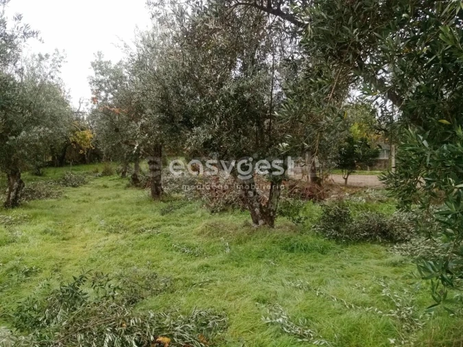 Terreno Agricola ou Rústico para Venda em Póvoa de Rio de Moinhos e Cafede Foto 3
