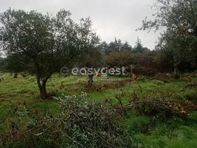 Terreno Agricola ou Rústico para Venda em Póvoa de Rio de Moinhos e Cafede Foto 5