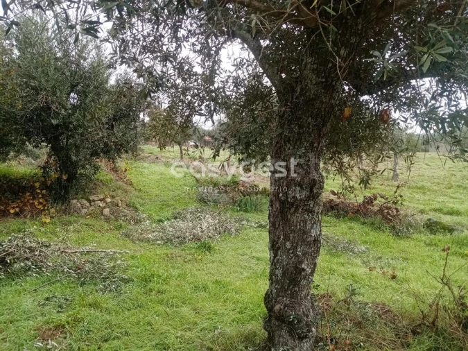 Terreno Agricola ou Rústico para Venda em Póvoa de Rio de Moinhos e Cafede Foto 6
