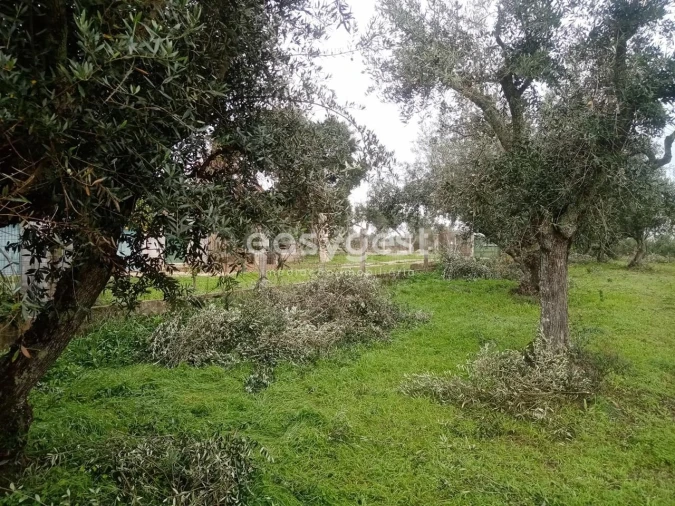Terreno Agricola ou Rústico para Venda em Póvoa de Rio de Moinhos e Cafede Foto 7