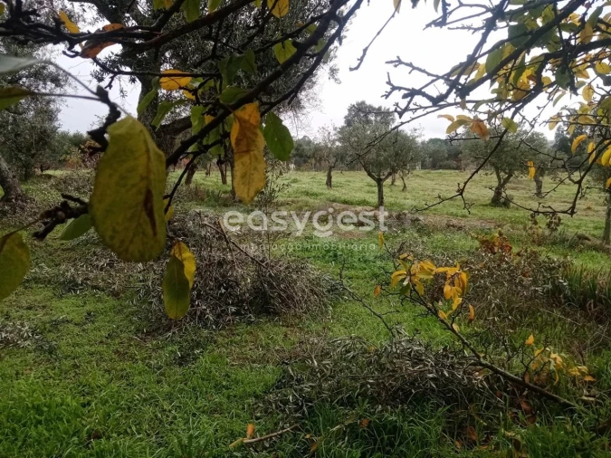 Terreno Agricola ou Rústico para Venda em Póvoa de Rio de Moinhos e Cafede Foto 9