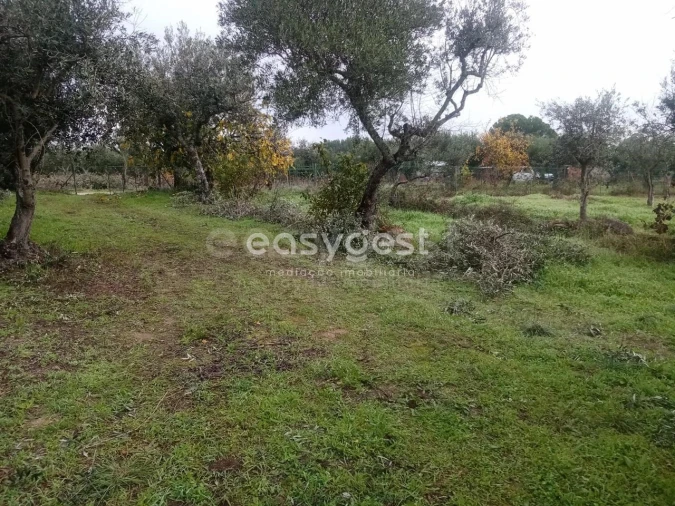 Terreno Agricola ou Rústico para Venda em Póvoa de Rio de Moinhos e Cafede Foto 11