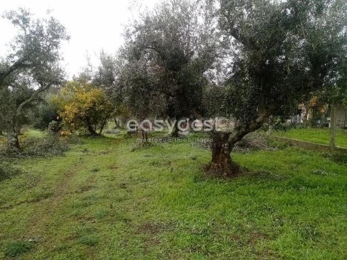 Terreno Agricola ou Rústico para Venda em Póvoa de Rio de Moinhos e Cafede Foto 12