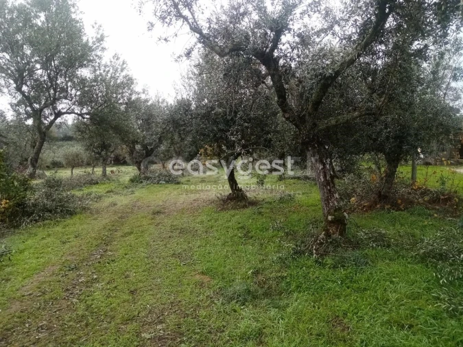 Terreno Agricola ou Rústico para Venda em Póvoa de Rio de Moinhos e Cafede Foto 17