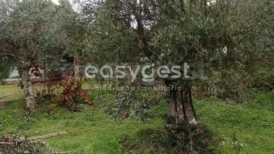Terreno Agricola ou Rústico para Venda em Póvoa de Rio de Moinhos e Cafede