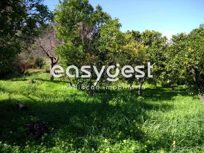 Quinta T5 para Venda em Vila Velha de Rodão Foto 30
