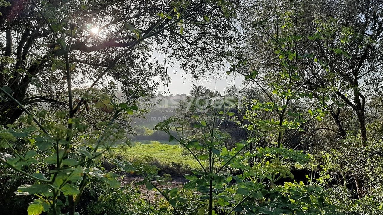 Terreno Agricola ou Rústico para Venda em Almargem do Bispo, Pêro Pinheiro e Montelavar Foto 6