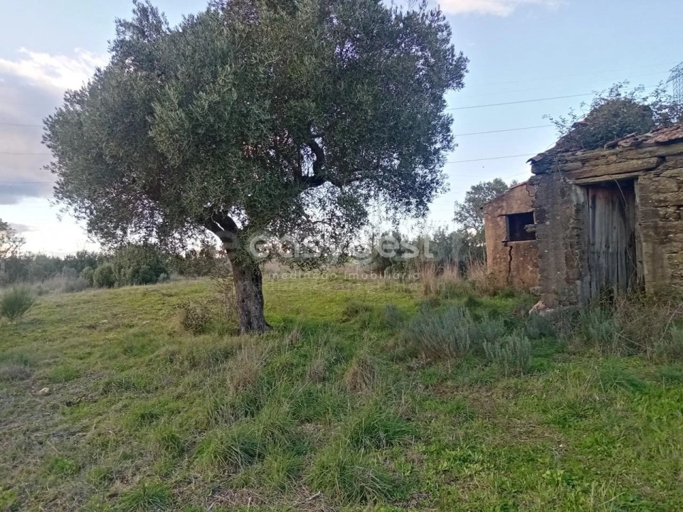 Terreno Agricola ou Rústico para Venda em Castelo Branco Foto 7