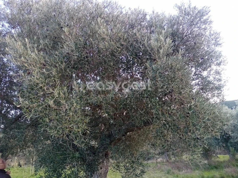 Terreno Agricola ou Rústico para Venda em Castelo Branco Foto 10