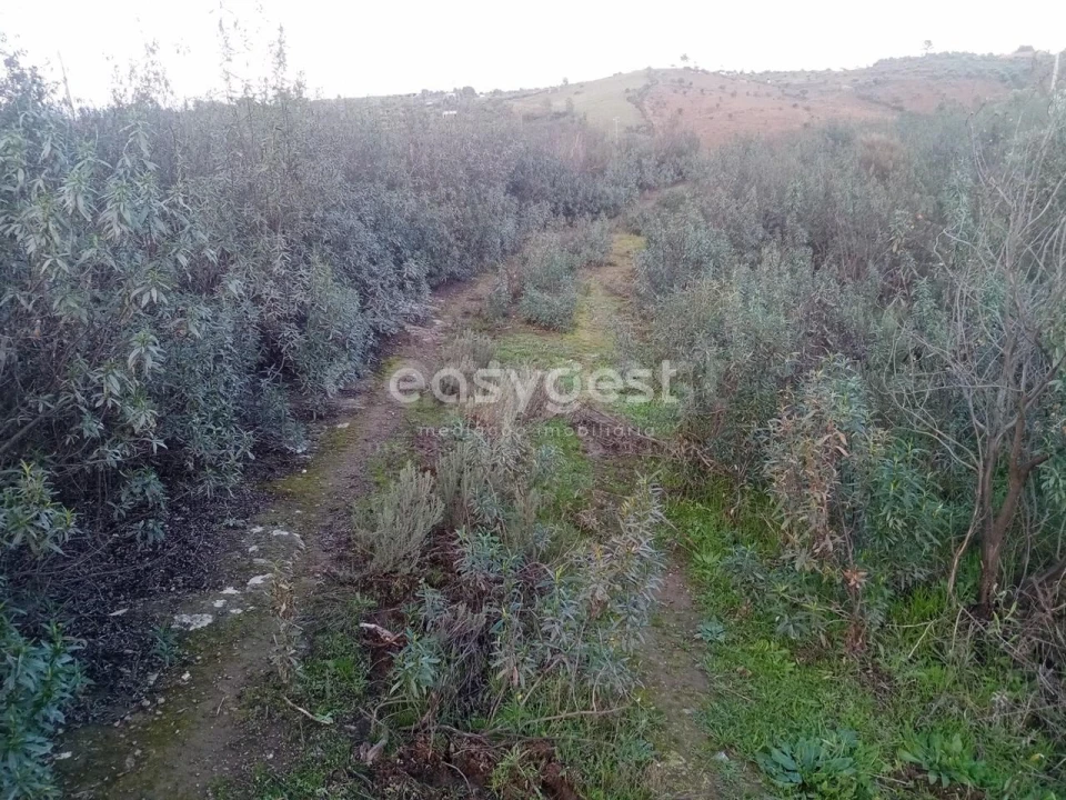 Terreno Agricola ou Rústico para Venda em Castelo Branco Foto 13