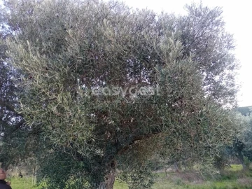 Terreno Agricola ou Rústico para Venda em Castelo Branco
