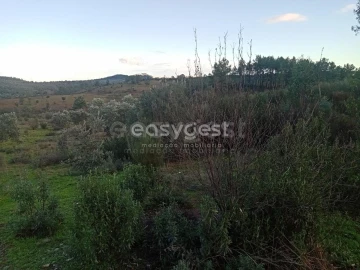 Terreno Agricola ou Rústico para Venda em Castelo Branco