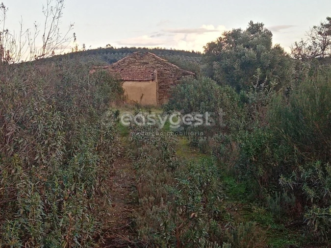 Terreno Agricola ou Rústico para Venda em Castelo Branco Foto 5
