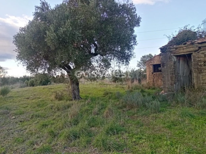 Terreno Agricola ou Rústico para Venda em Castelo Branco Foto 7