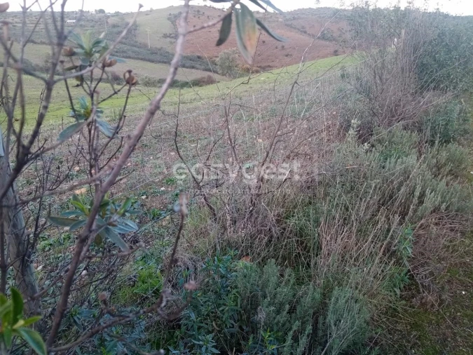 Terreno Agricola ou Rústico para Venda em Castelo Branco Foto 12