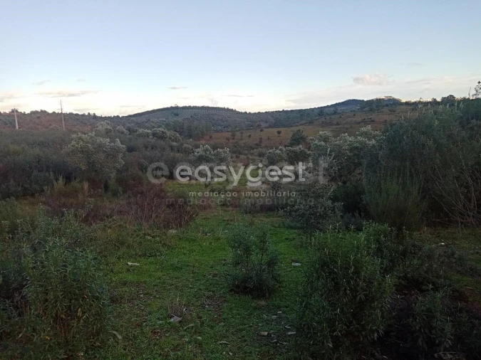 Terreno Agricola ou Rústico para Venda em Castelo Branco Foto 15