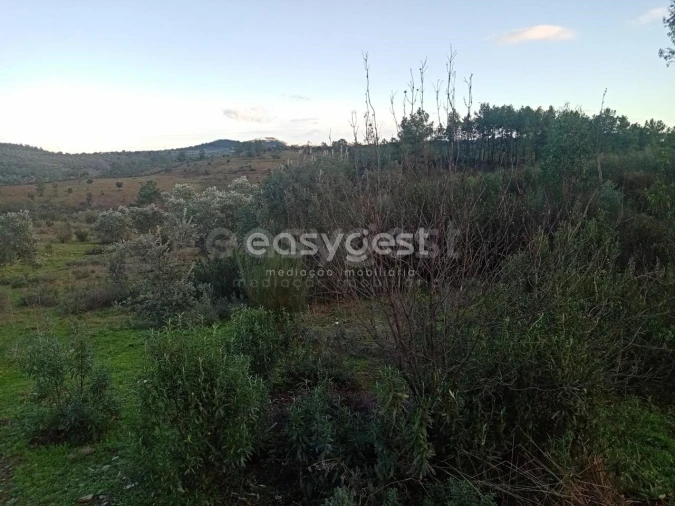Terreno Agricola ou Rústico para Venda em Castelo Branco Foto 16