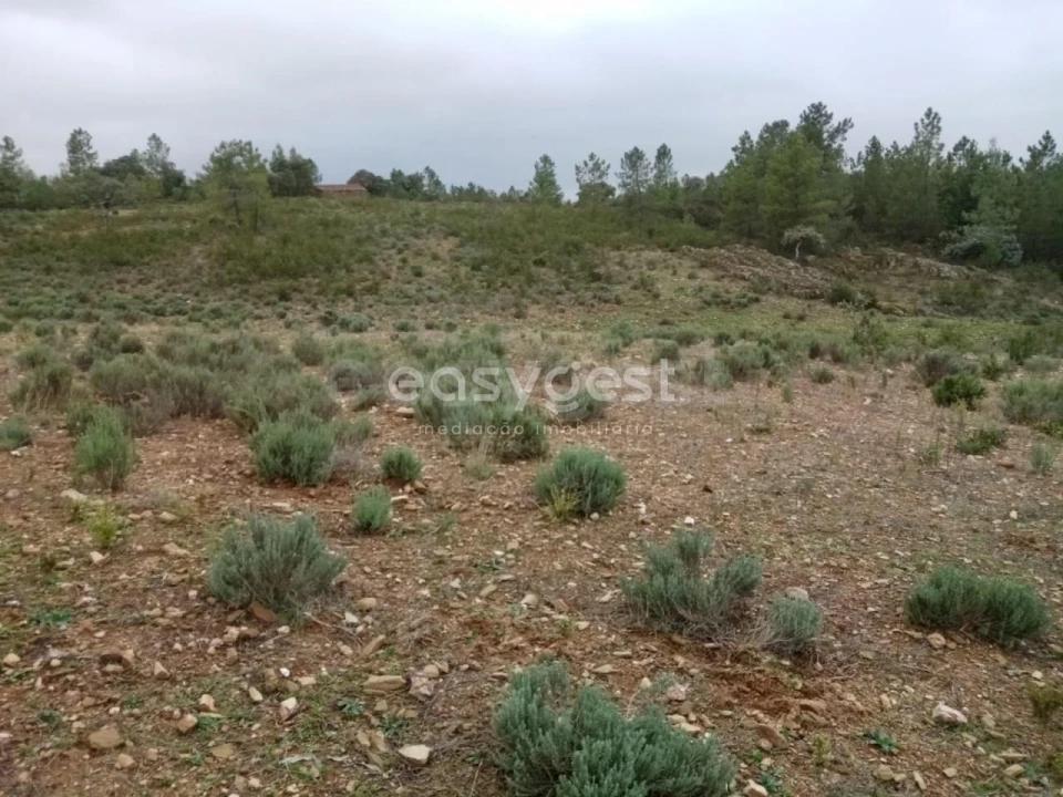 Terreno Agricola ou Rústico para Venda em Benquerenças Foto 2