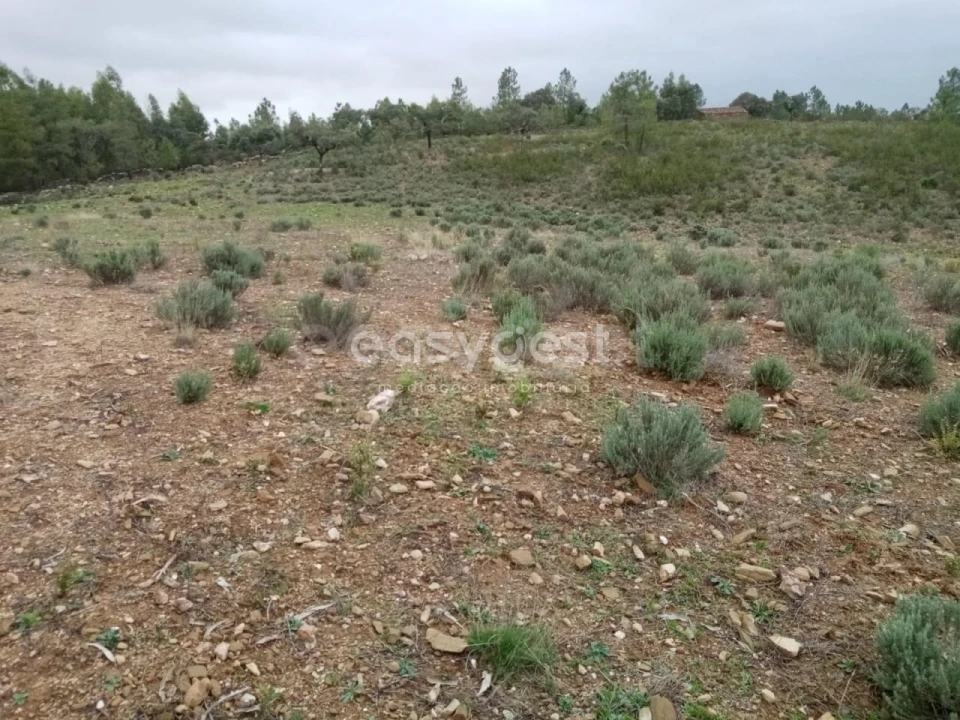Terreno Agricola ou Rústico para Venda em Benquerenças Foto 3