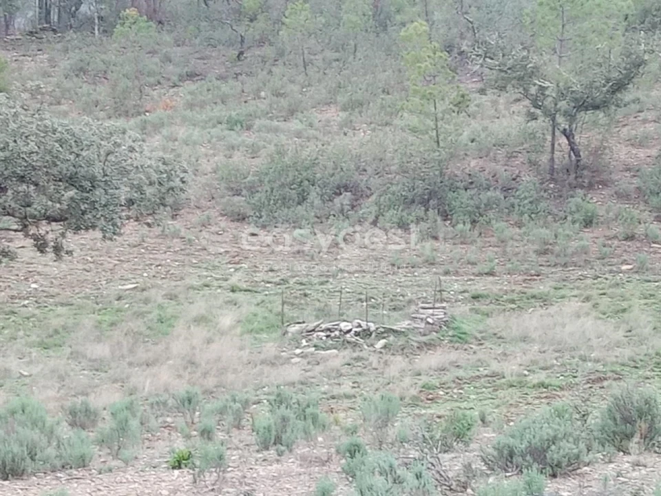 Terreno Agricola ou Rústico para Venda em Benquerenças Foto 5