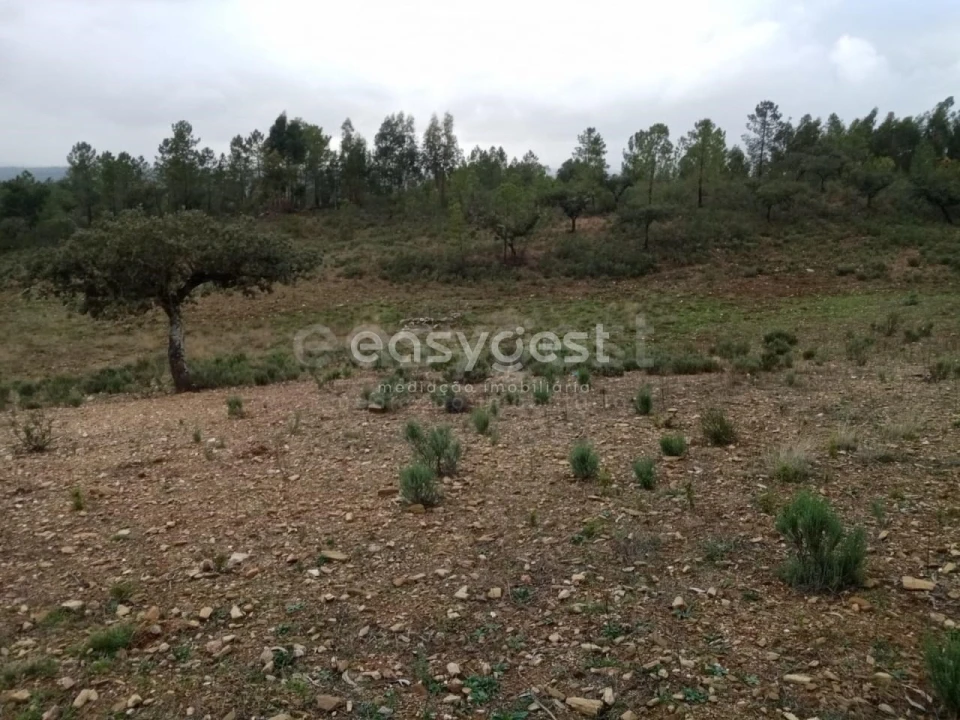 Terreno Agricola ou Rústico para Venda em Benquerenças Foto 7