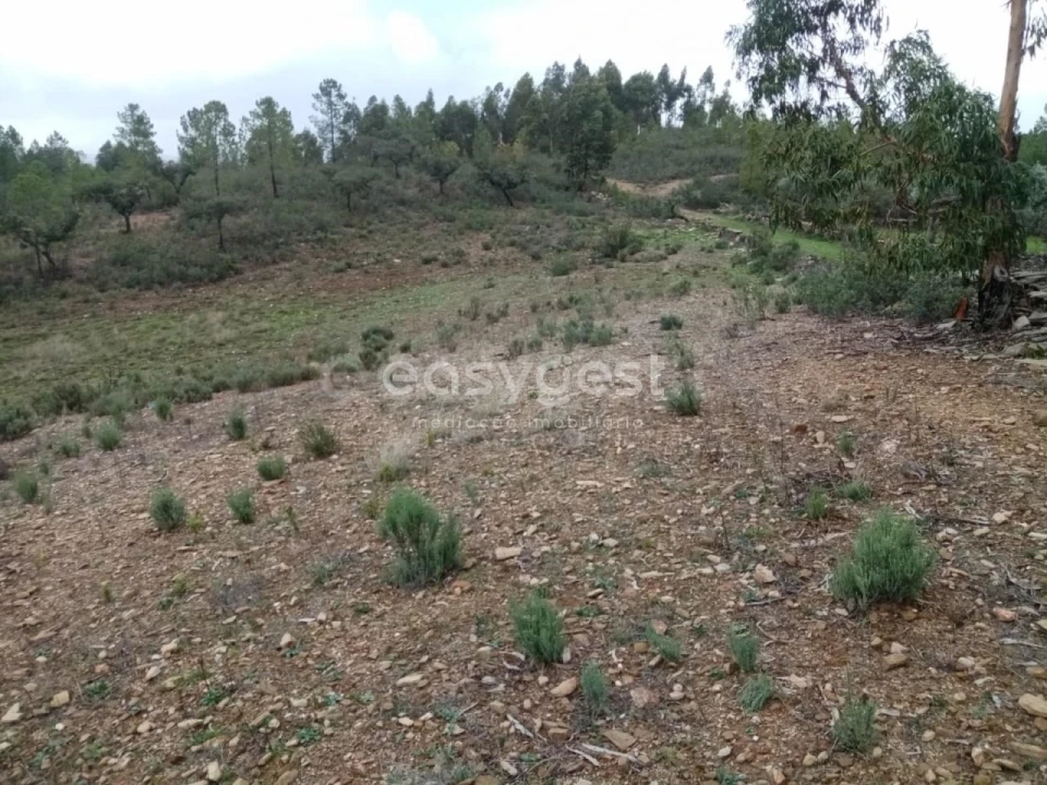 Terreno Agricola ou Rústico para Venda em Benquerenças Foto 8