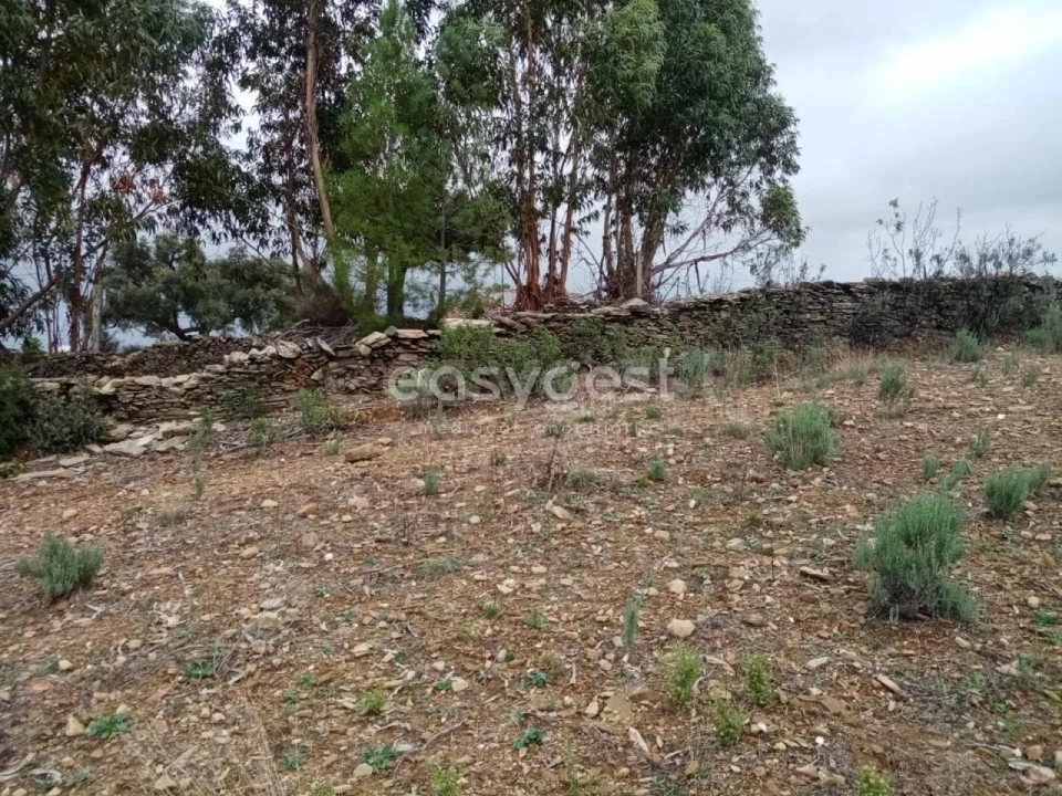 Terreno Agricola ou Rústico para Venda em Benquerenças Foto 12