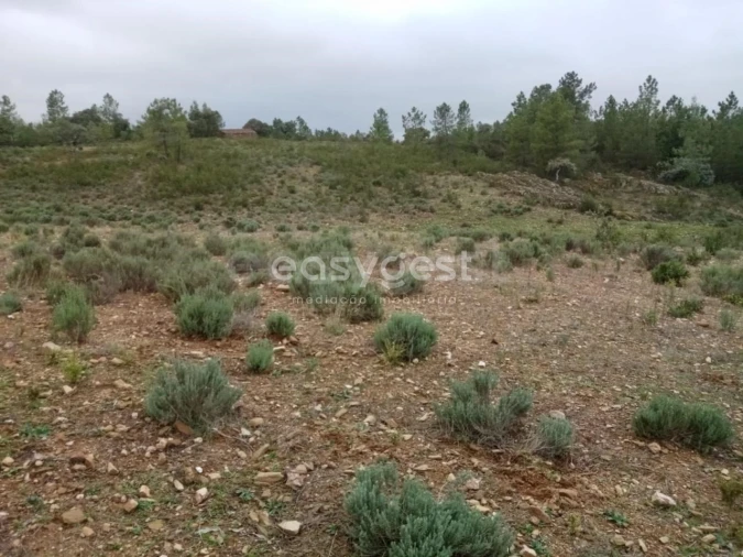 Terreno Agricola ou Rústico para Venda em Benquerenças Foto 2