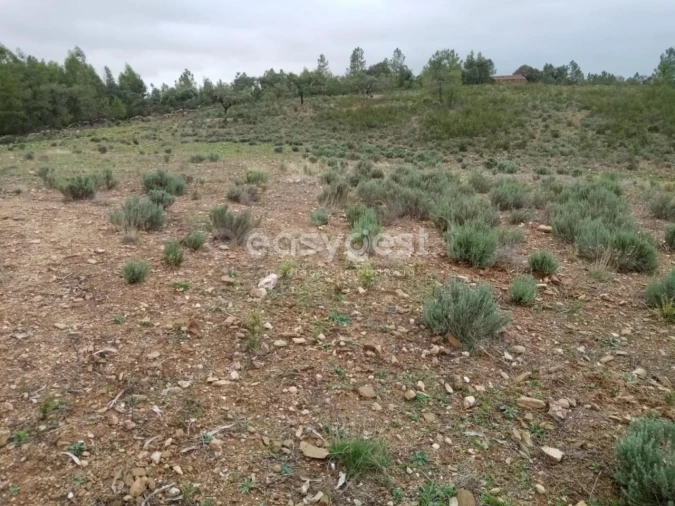 Terreno Agricola ou Rústico para Venda em Benquerenças Foto 3