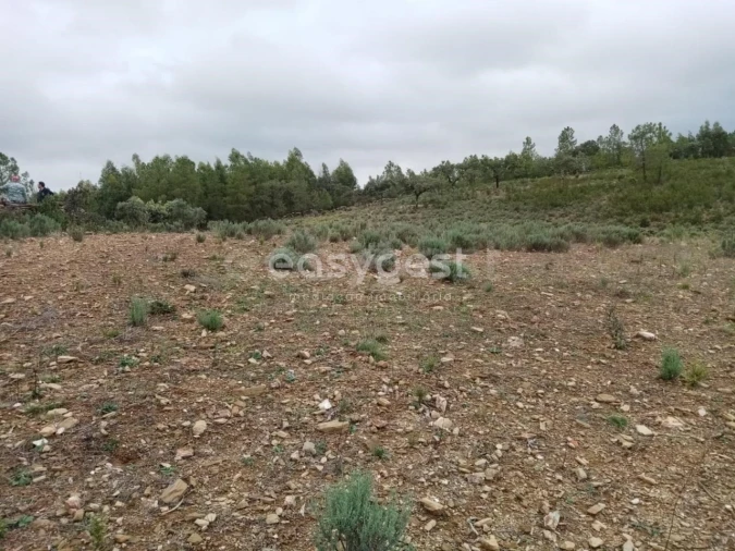 Terreno Agricola ou Rústico para Venda em Benquerenças Foto 4