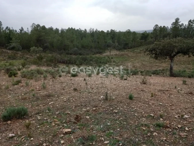 Terreno Agricola ou Rústico para Venda em Benquerenças Foto 11