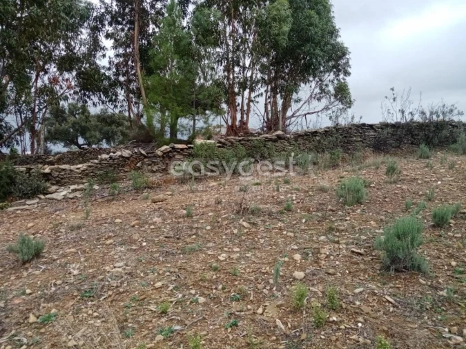 Terreno Agricola ou Rústico para Venda em Benquerenças Foto 12