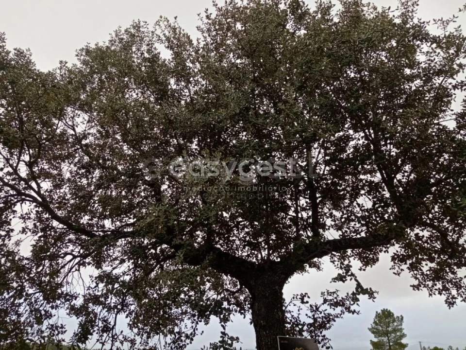 Terreno Agricola ou Rústico para Venda em Benquerenças Foto 8