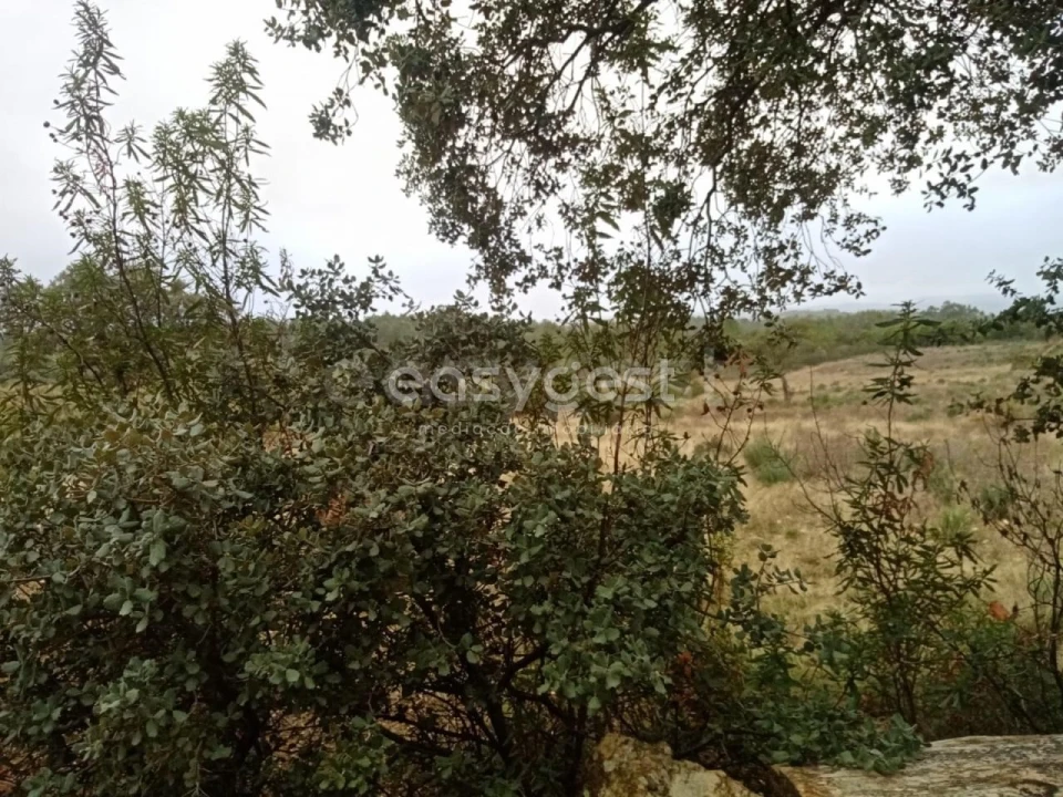 Terreno Agricola ou Rústico para Venda em Benquerenças Foto 15