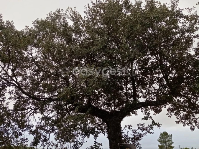 Terreno Agricola ou Rústico para Venda em Benquerenças Foto 8